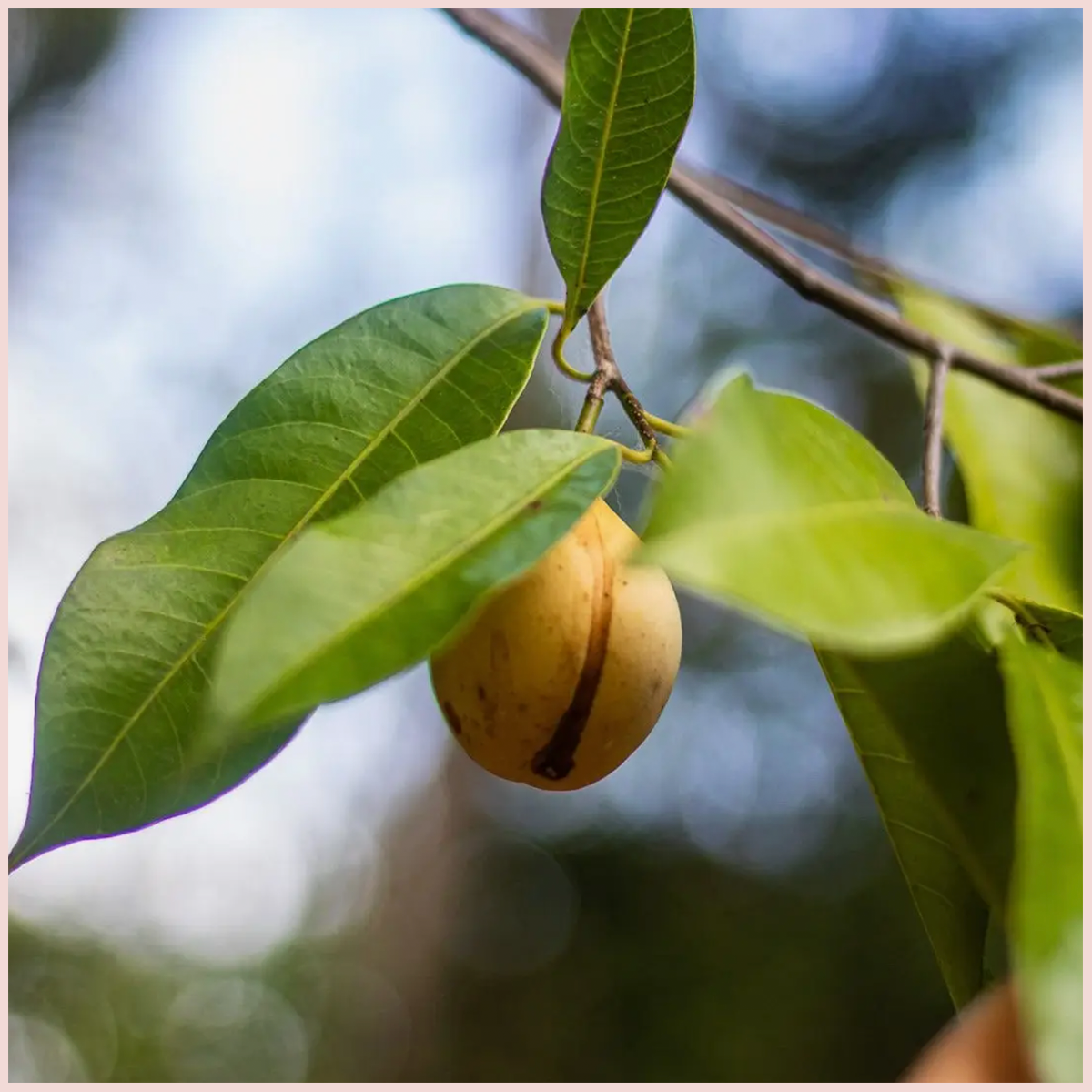 Grenada Gold Nutmeg